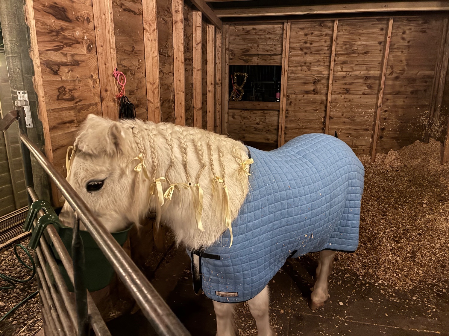  "Bambi" Grey Mare Lead Rein/First Ridden Pony