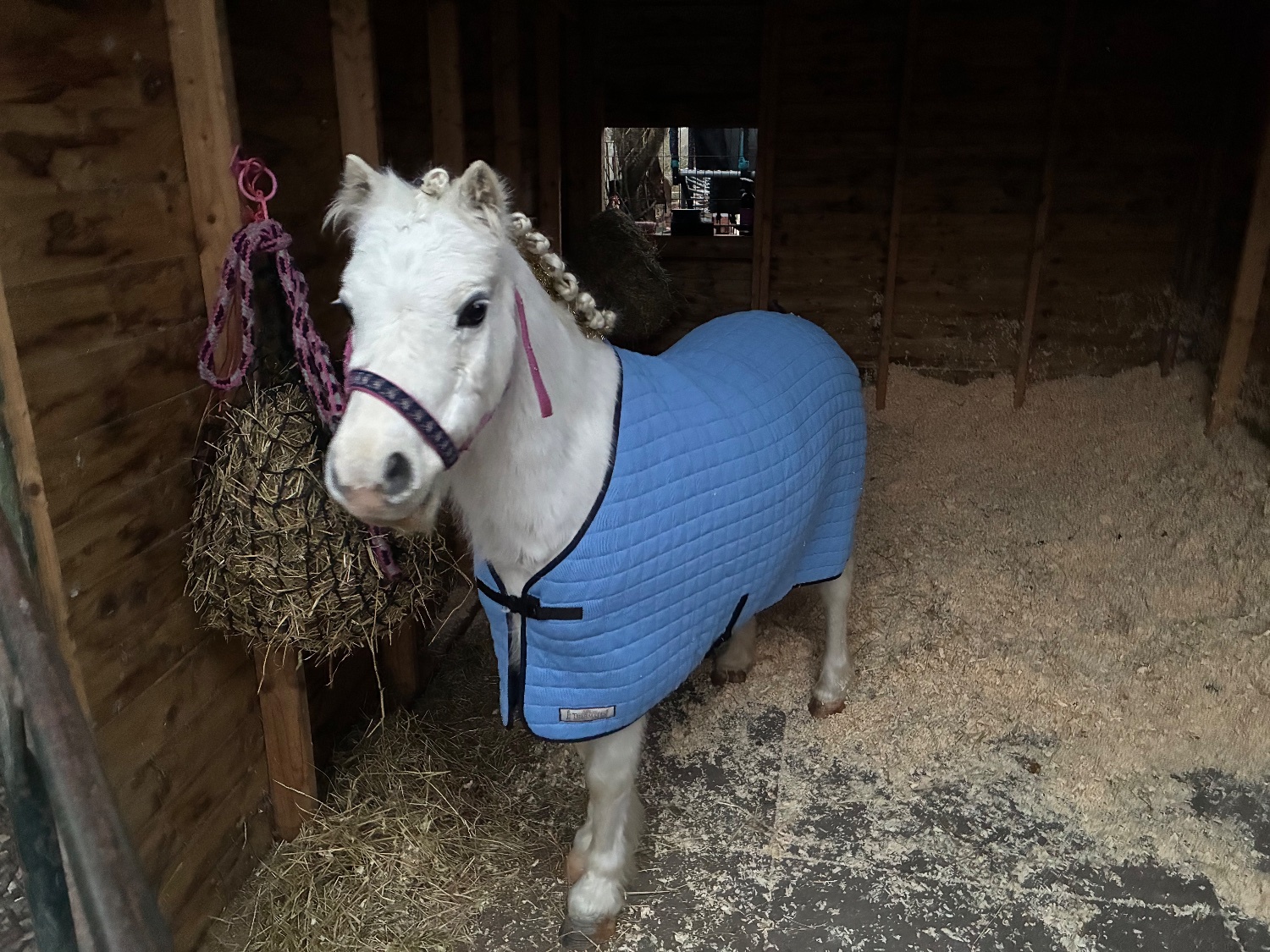 "Bambi" Grey Mare Lead Rein/First Ridden Pony - 