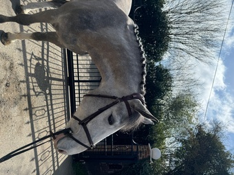 "" Grey Gelding All Rounder
