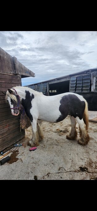 "Maria " Piebald Mare Broodmare