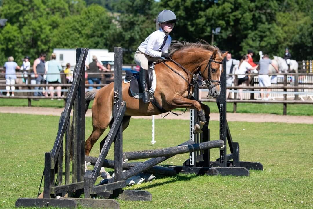 "Wishworthy Clover - Cora" Chestnut Mare All Rounder - All Rounders in 