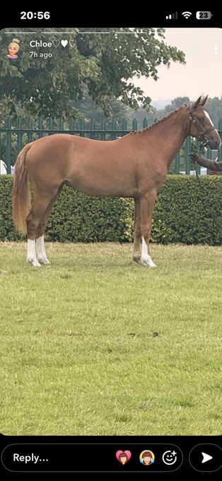 "Stevans Lola" Chestnut Filly Dressage Horse
