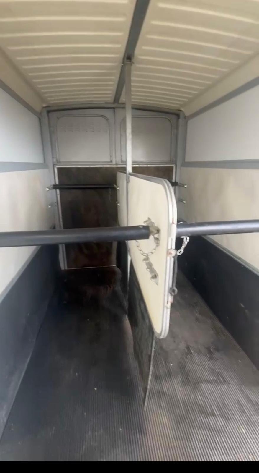 Ifor Williams HB511  Horse Trailer - Horse Trailers in 