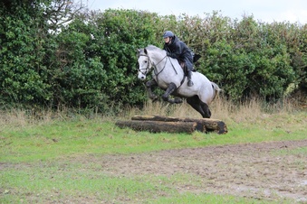 "" Dapple Grey Mare All Rounder