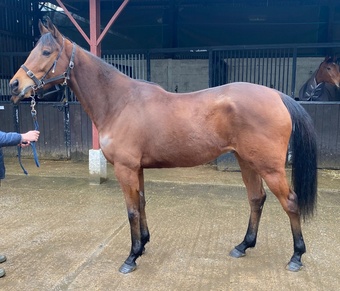 "FORT" Bay Gelding All Rounder