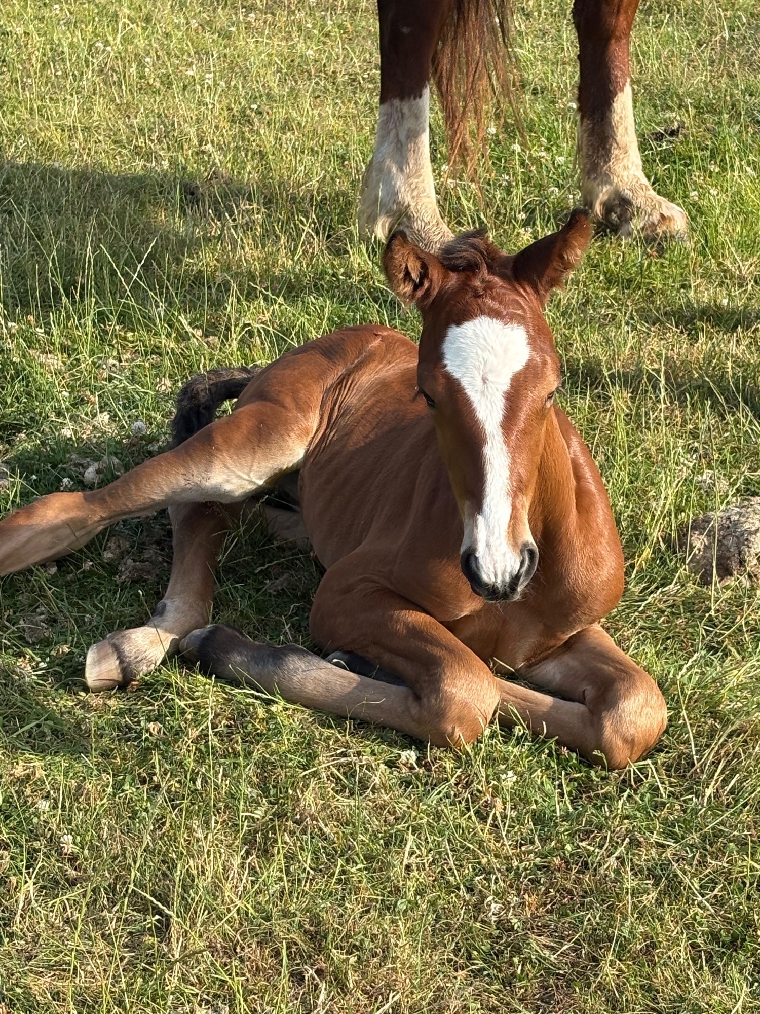 "." Bay Colt Youngstock / Foal - Youngstock and Foals 
