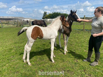 "" Coloured Colt Youngstock / Foal