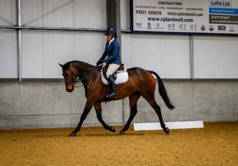 "ROCKIN RUBEN " Bay Gelding All Rounder