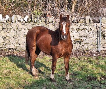 "Dafren Unsain" Bay Mare Broodmare