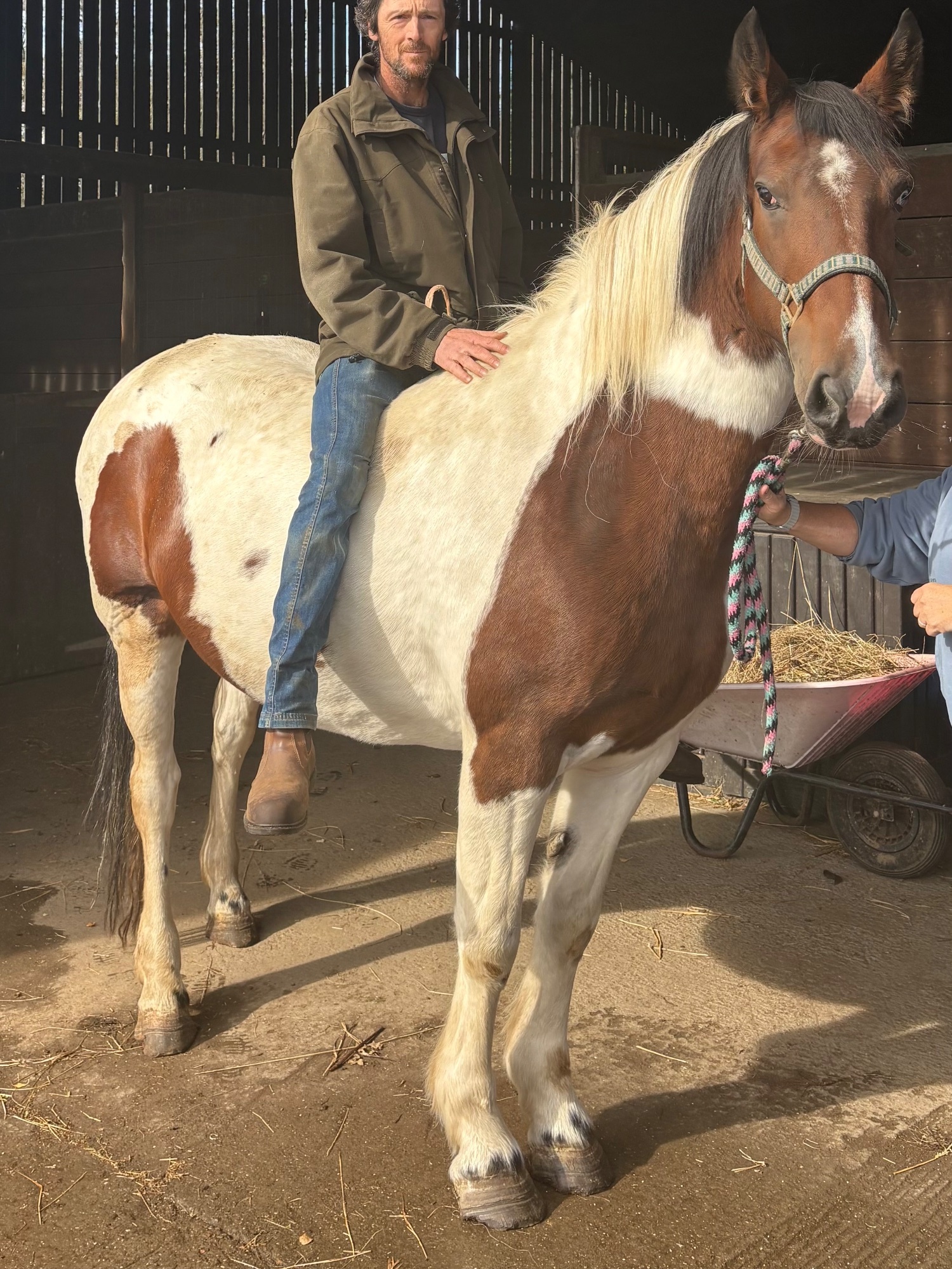 Coloured Horses  - "River" Coloured Mare Coloured