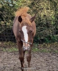 "" Chestnut Colt Youngstock / Foal