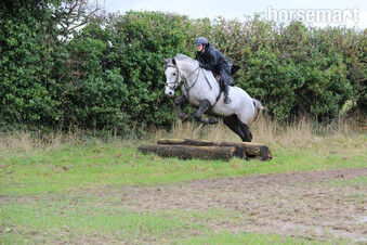 "" Dapple Grey Mare All Rounder