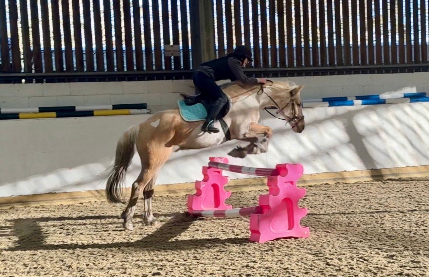 All Rounders  - "Trigger" Palomino Gelding All Rounder