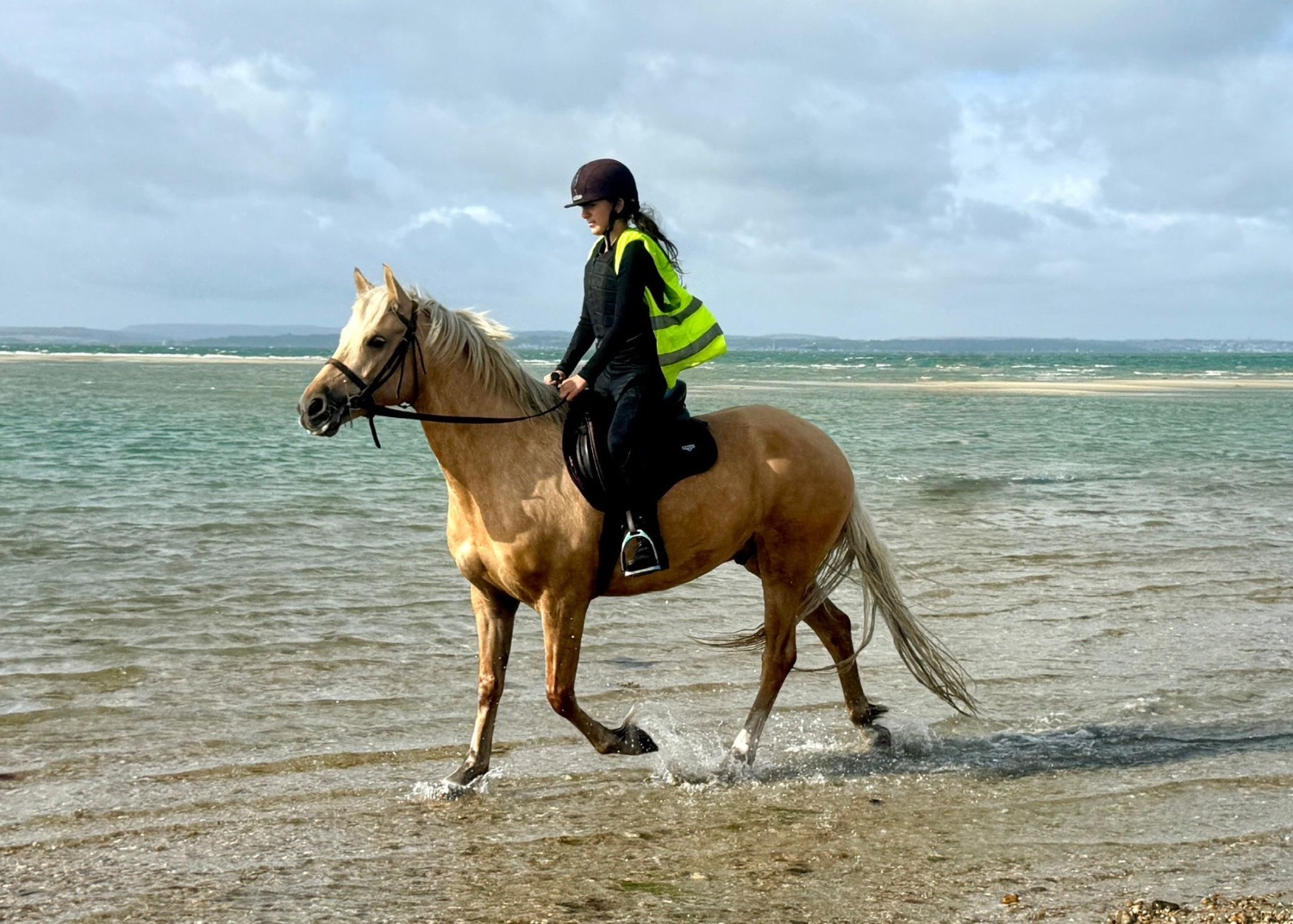 "Trigger" Palomino Gelding All Rounder - All Rounders 