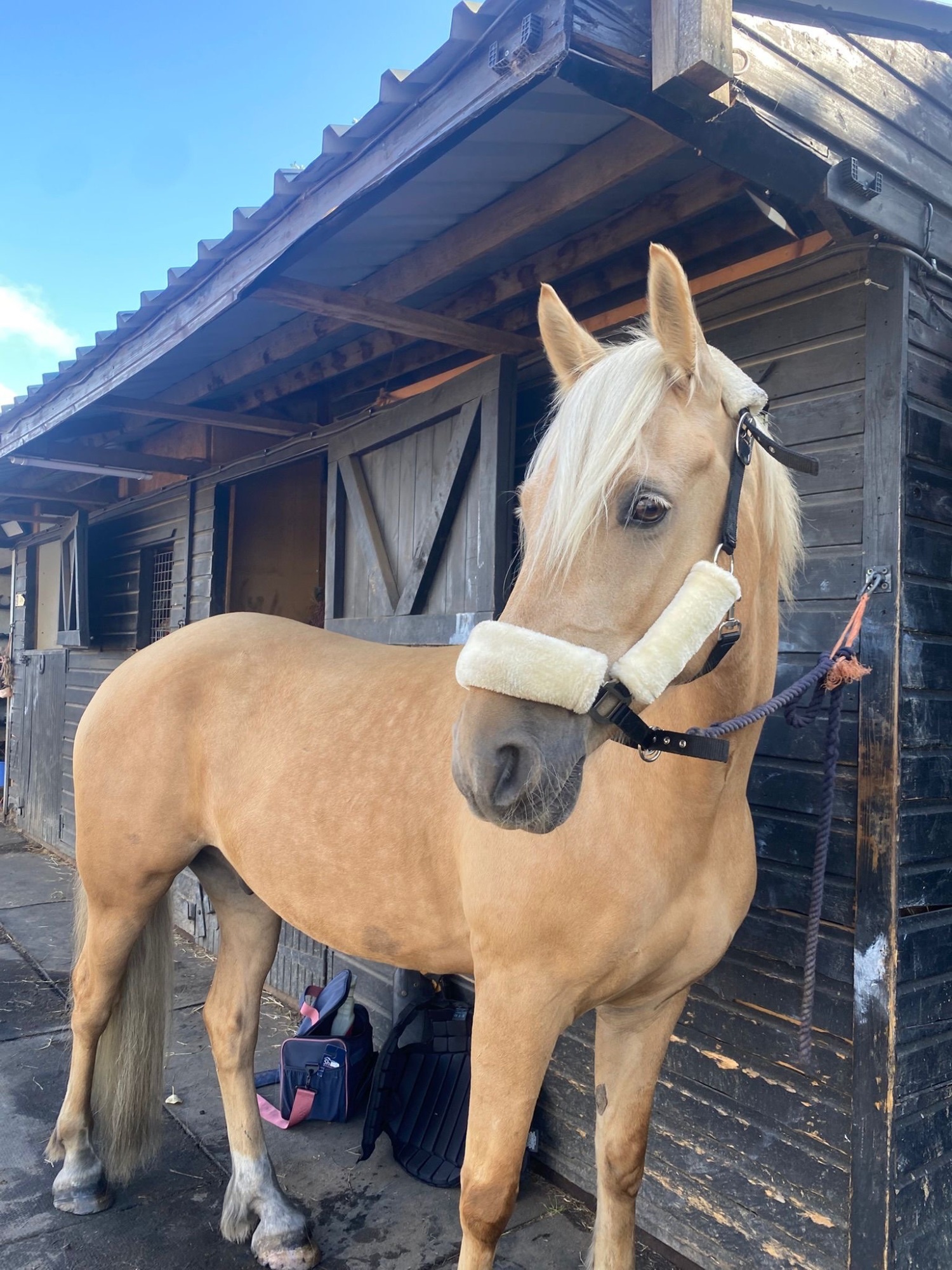 "Trigger" Palomino Gelding All Rounder - 
