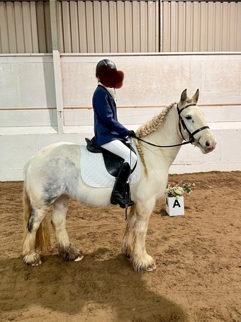 "Bluebell" Blue & White Mare Cob/Heavy Horse