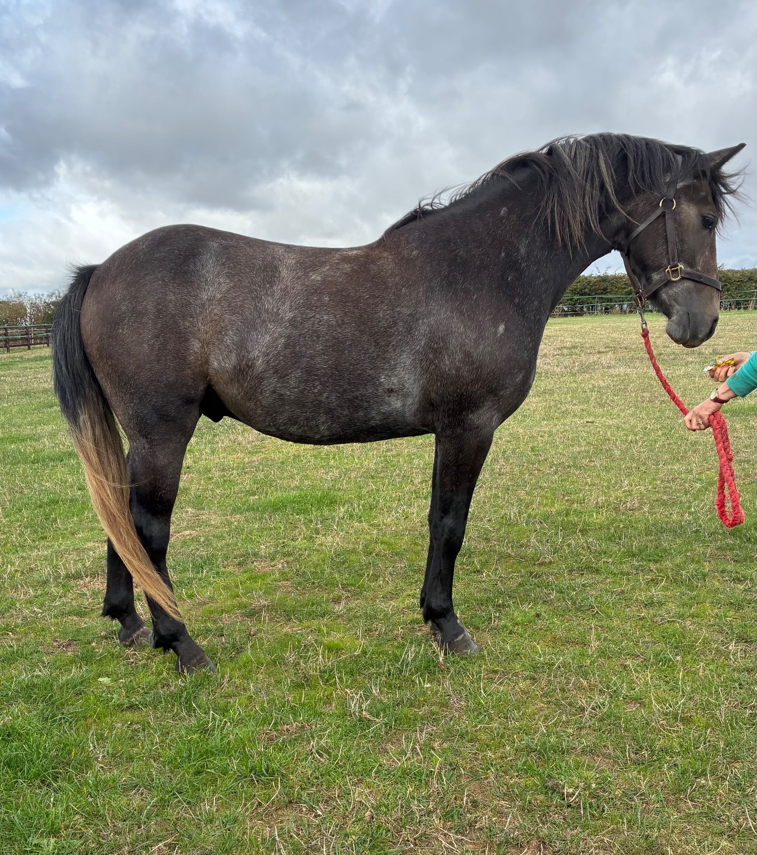 Youngstock and Foals  - "Ardes " Grey Gelding Youngstock / Foal