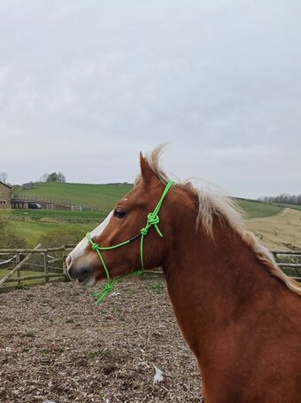 "" Chestnut Gelding Pony Club Pony