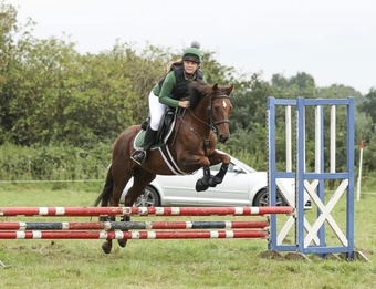 "Fly" Chestnut Gelding Riding Club Horse