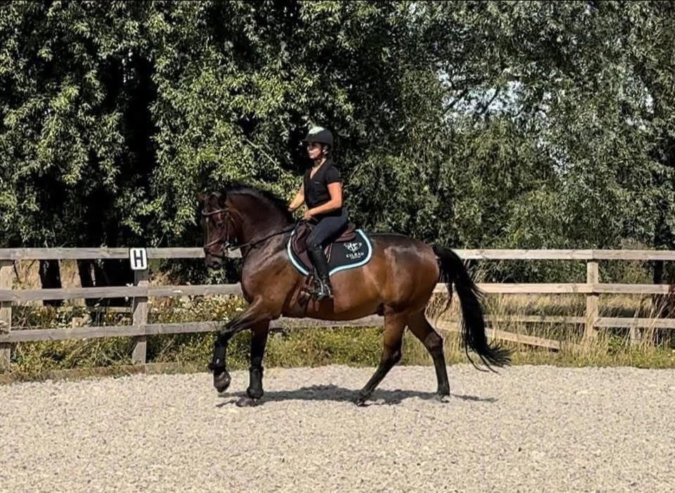 "Nugget" Bay Gelding Show Jumper - Show Jumpers 