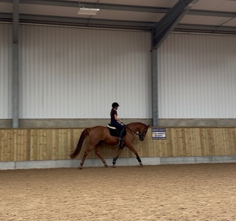 "Maxine " Chestnut Mare All Rounder