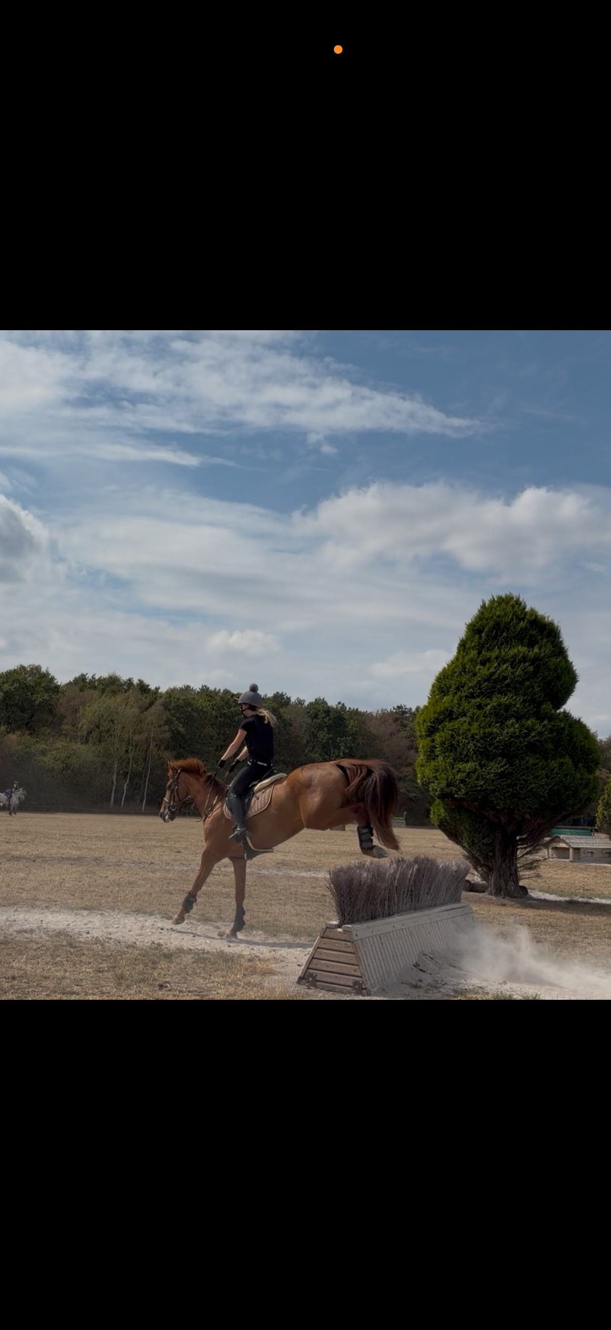 "Maxine " Chestnut Mare All Rounder - All Rounders