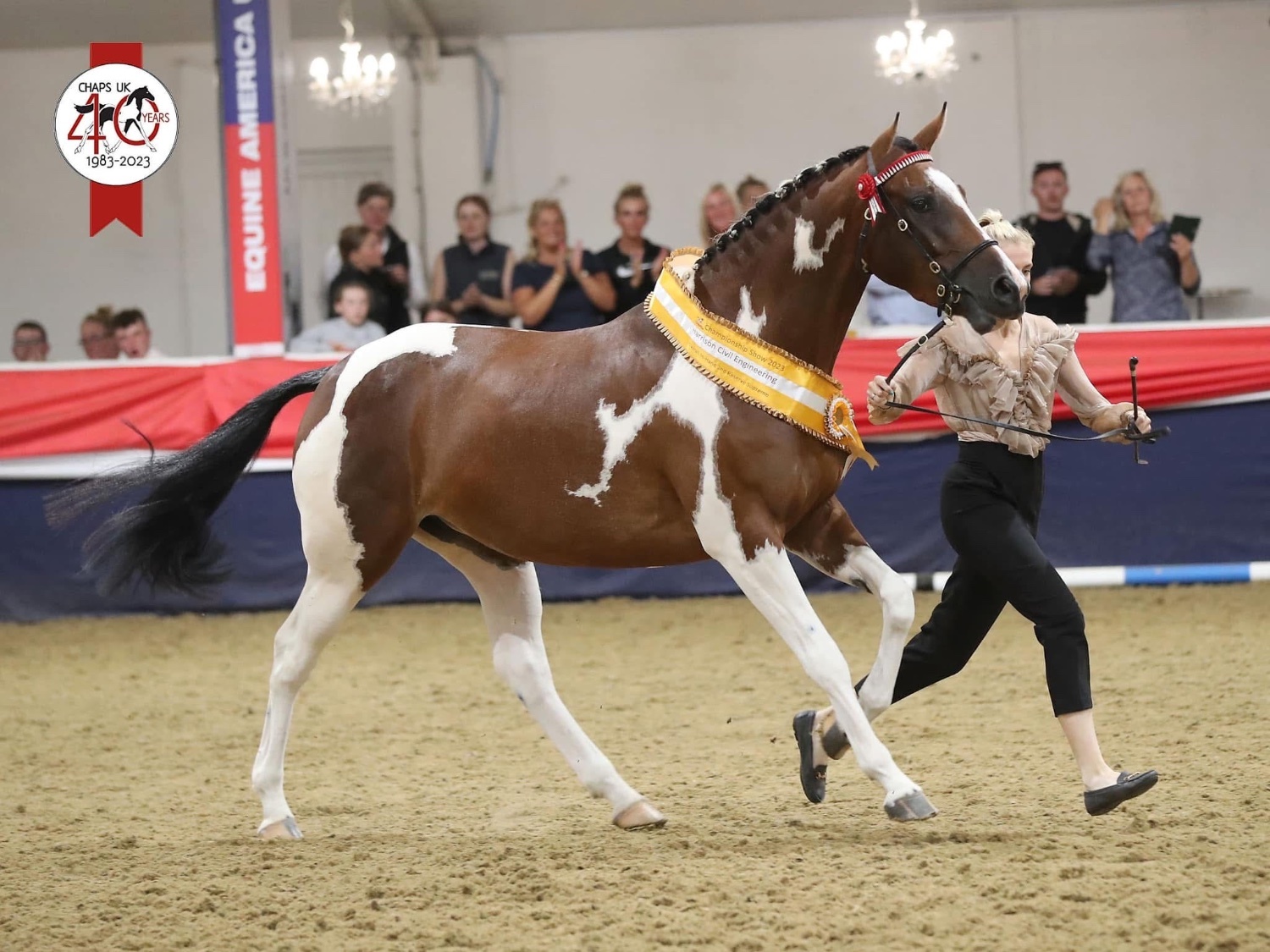 Dressage Horses  - "Candyland " Skewbald Mare Dressage Horse