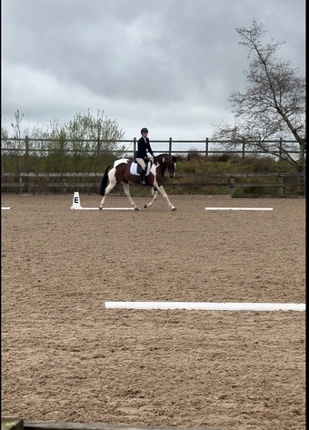"Candyland " Skewbald Mare Dressage Horse