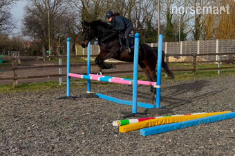 "Milo" Dark Bay Gelding All Rounder