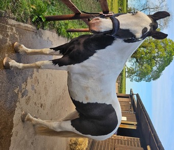 "Ajax" Skewbald Gelding All Rounder