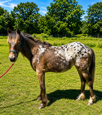 "Dakota" Spotted Filly Youngstock / Foal