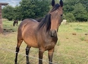 "Bay filly" Bay Filly Youngstock / Foal