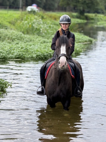 "Sophie " Black Mare Cob/Heavy Horse