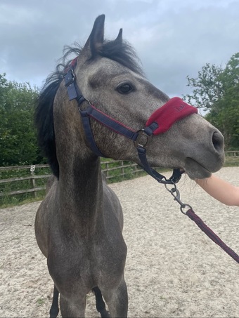 "Beam me up scotty" Grey Colt Youngstock / Foal