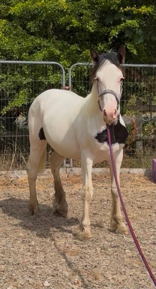Coloured Horses  - "Tyrmeddich Solo" Piebald Gelding Coloured