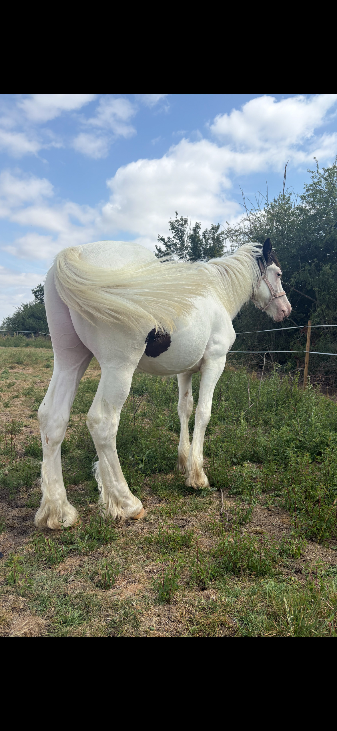 "Tyrmeddich Solo" Piebald Gelding Coloured - Coloured Horses 