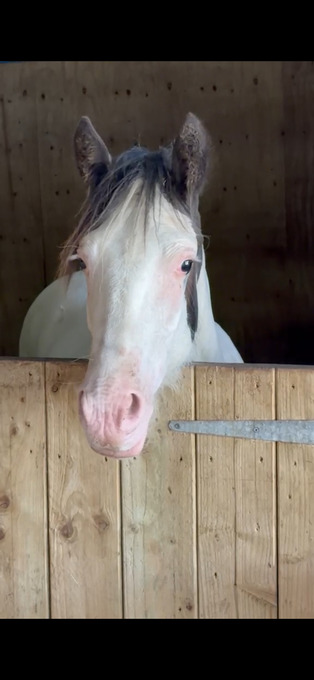 "Tyrmeddich Solo" Piebald Gelding Coloured