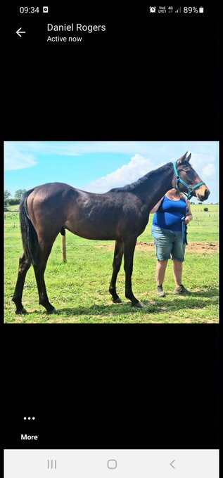 "Charlie" Bay Gelding All Rounder
