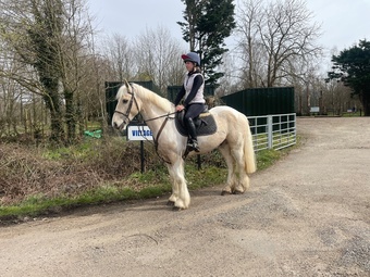 "Benji" Lemon & White Gelding All Rounder