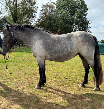 "Coreen" Grey Filly Youngstock / Foal