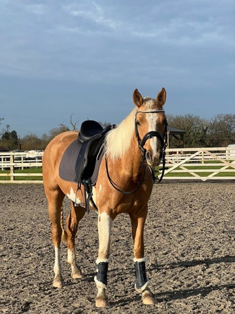 "Willow" Palomino Mare Young Sport Horse