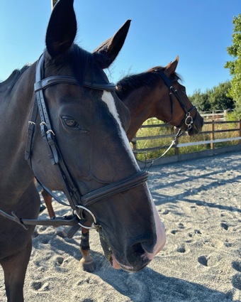 "Mare"  Mare Broodmare