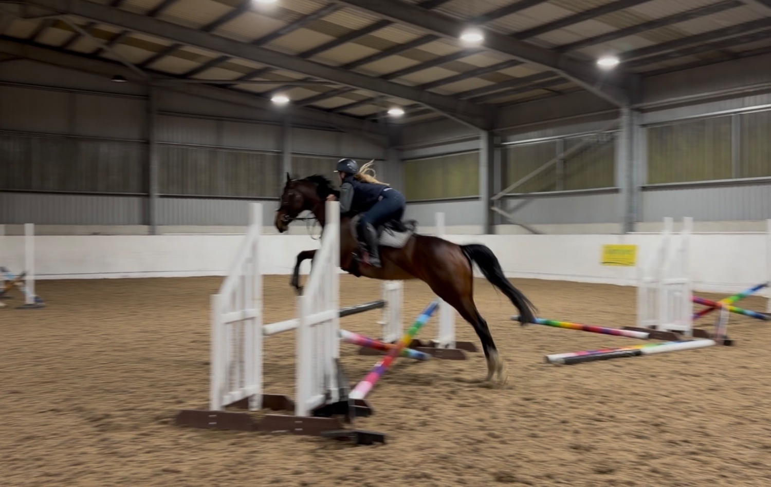 "Storm" Bay Mare All Rounder - 