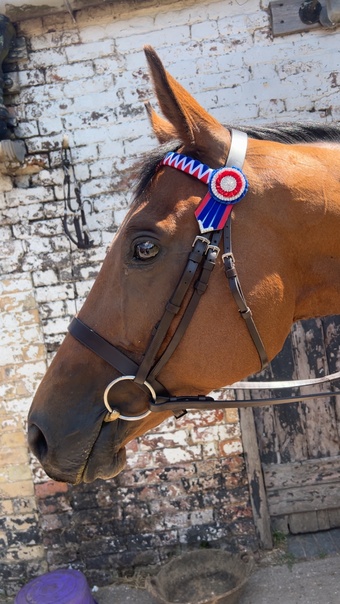 "Bosco " Bay Gelding All Rounder