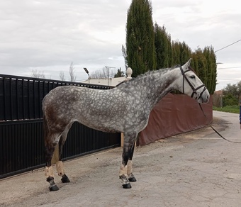 "" Grey Mare All Rounder