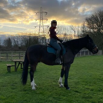 "Lox" Dark Bay Gelding Companion Horse