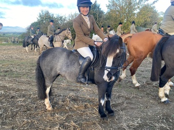 "Rolo" Black Roan Gelding Hunter