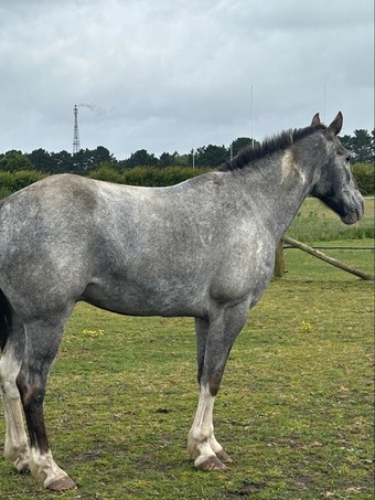 "Alfie" Grey Gelding Happy Hacker