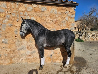 "Albero Sinia " Grey Stallion All Rounder
