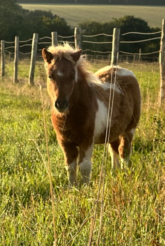 "Mac" Skewbald Colt Youngstock / Foal